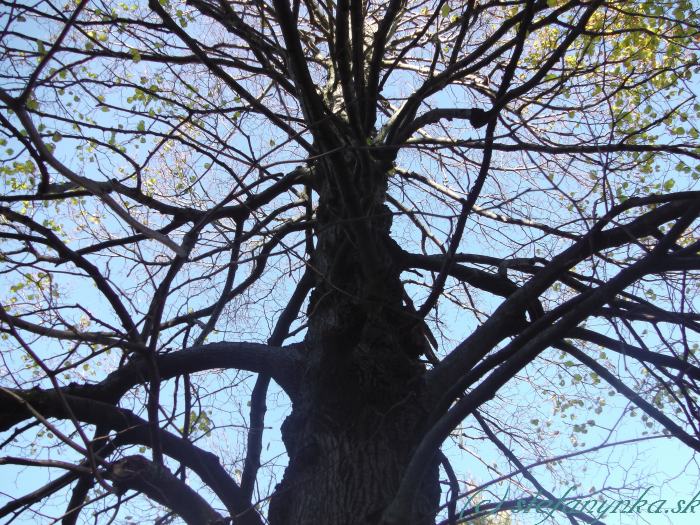 Strom v Malých Karpatoch