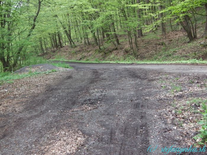 Križovatka lesných asfaltiek. Hiking hovorí, že asfaltom dole. Freemap, že hore. Ja som počúvol Freemap a zle som spravil.