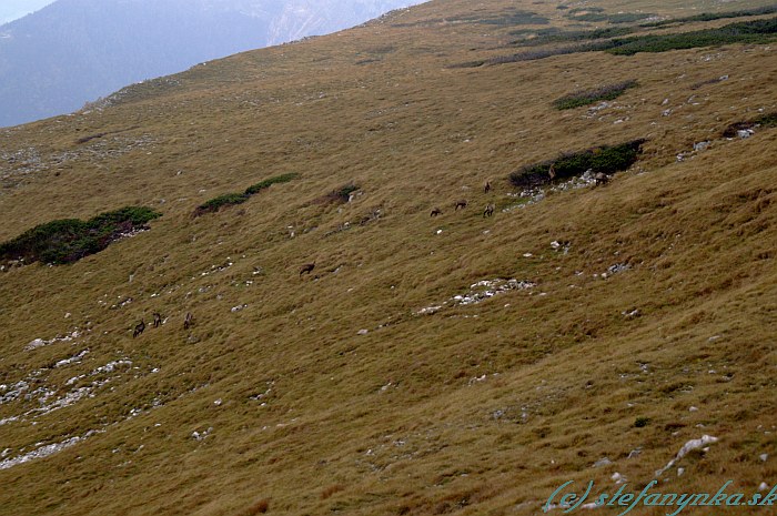 Reisstalersteig pred vrcholom Heukuppe. Vľavo vo svahu sa pásla črieda kamzíkov.