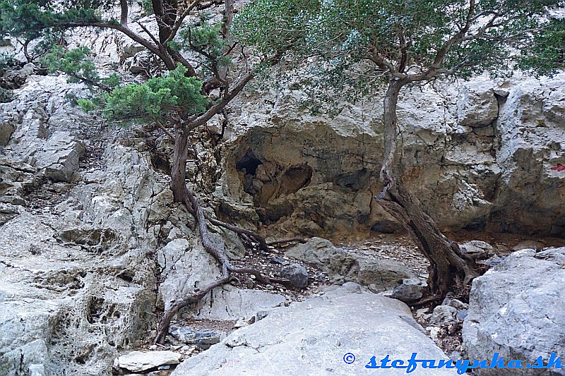 Rouvas gorge. Stromy v rokline sa držali zubami-nechtami. Tu aj koreňmi-konármi :-)