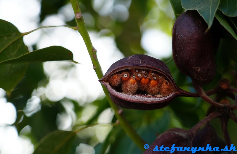 Amoudara, Kréta. Pravdepodobne Brachychiton rupestris