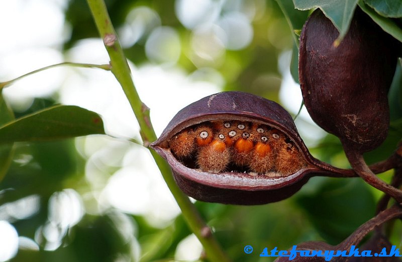 Amoudara, Kréta. Pravdepodobne Brachychiton rupestris