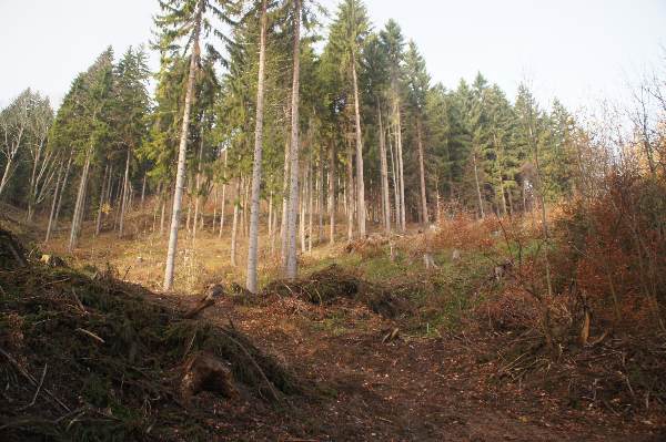 Lesná cesta z Podstrání stúpa dosť prudko hore