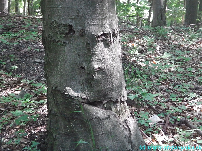 Úsmev stromu