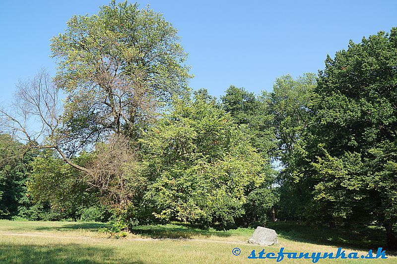 Zo Stupavy k Dračiemu dubu (park Stupava)