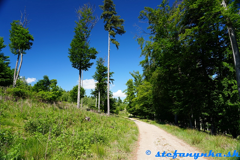 Pred Miniarborétom, Pezinok Pred Miniarborétom, Pezinok